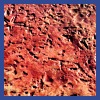 coquina-seashells.jpg